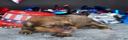 Pomeranian dogs for sale: Pepper's Smells Like Teen Spirit - "Spirit" - Ad 3