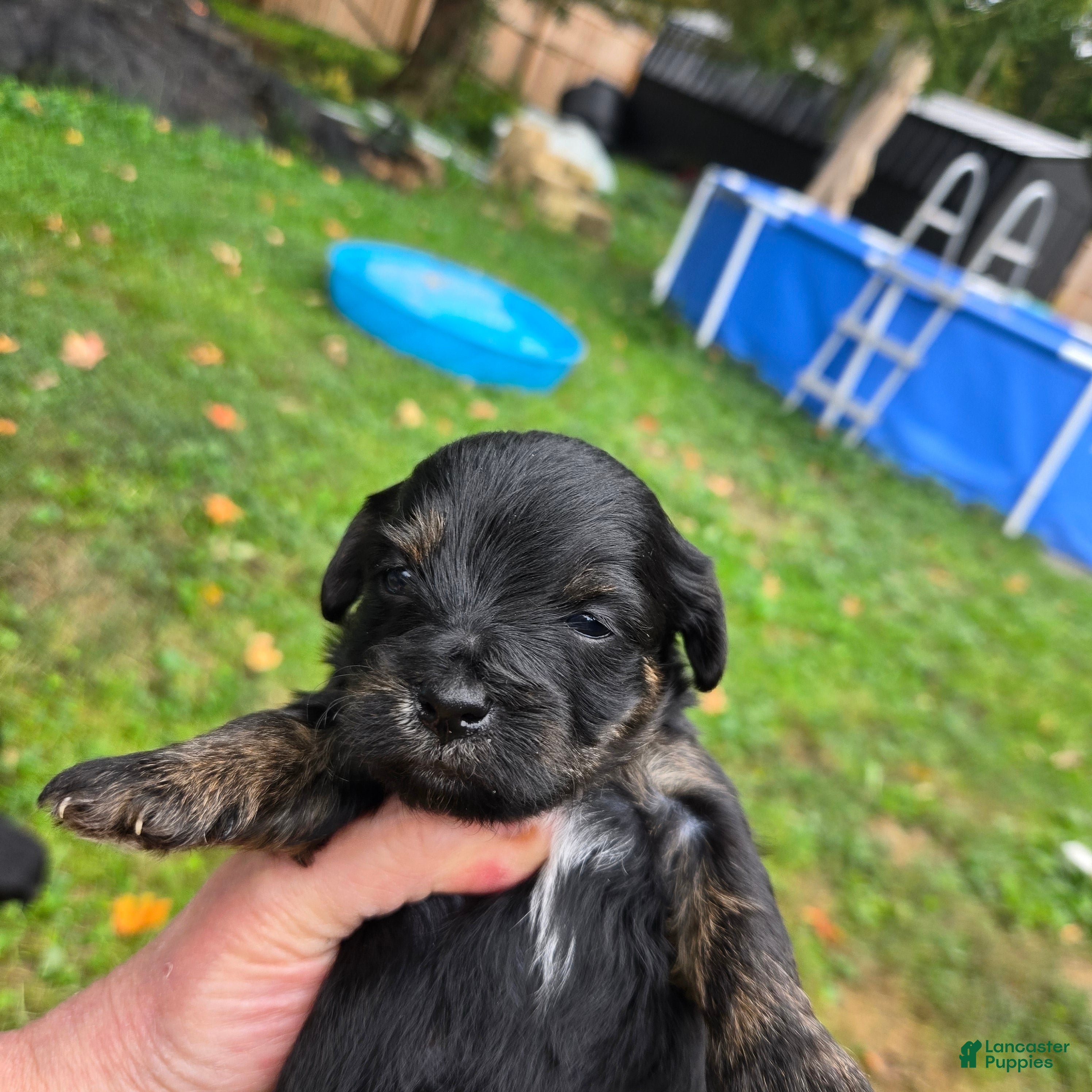 Morkie dogs Blackie/Gizmo - Ad 1
