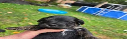 Morkie dogs for sale: Blackie/Gizmo - Ad 1