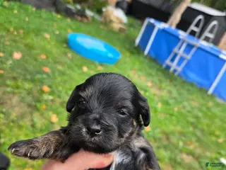 Morkie dogs Blackie/Gizmo - Ad 1