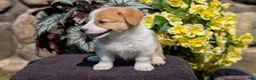 Welsh Corgi Pembroke dogs for sale: Nadia - Ad 8