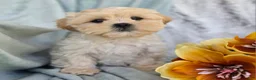 Shihpoo dogs for sale: Marshmallow - Ad 9