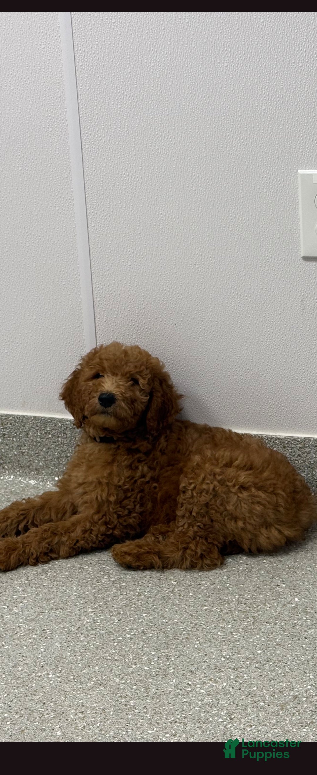 Goldendoodle dogs Goldendoodle 2 - Ad 36