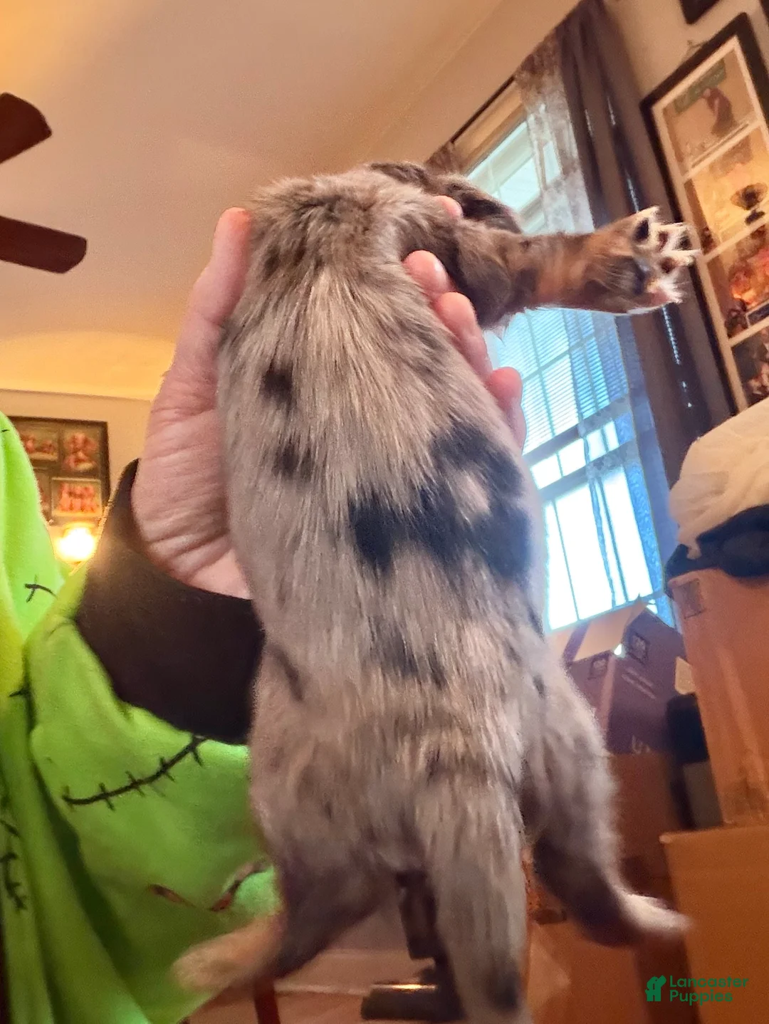 Miniature Dachshund dogs for sale: CReam  - Ad 29