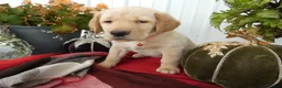 Labrador Retriever dogs for sale: Labrador Retriever 6 Sherbert - Ad 3