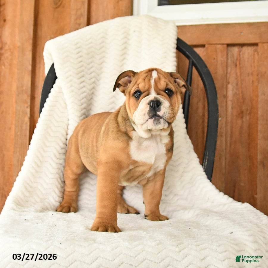 English Bulldog dogs Marigold - Ad 1
