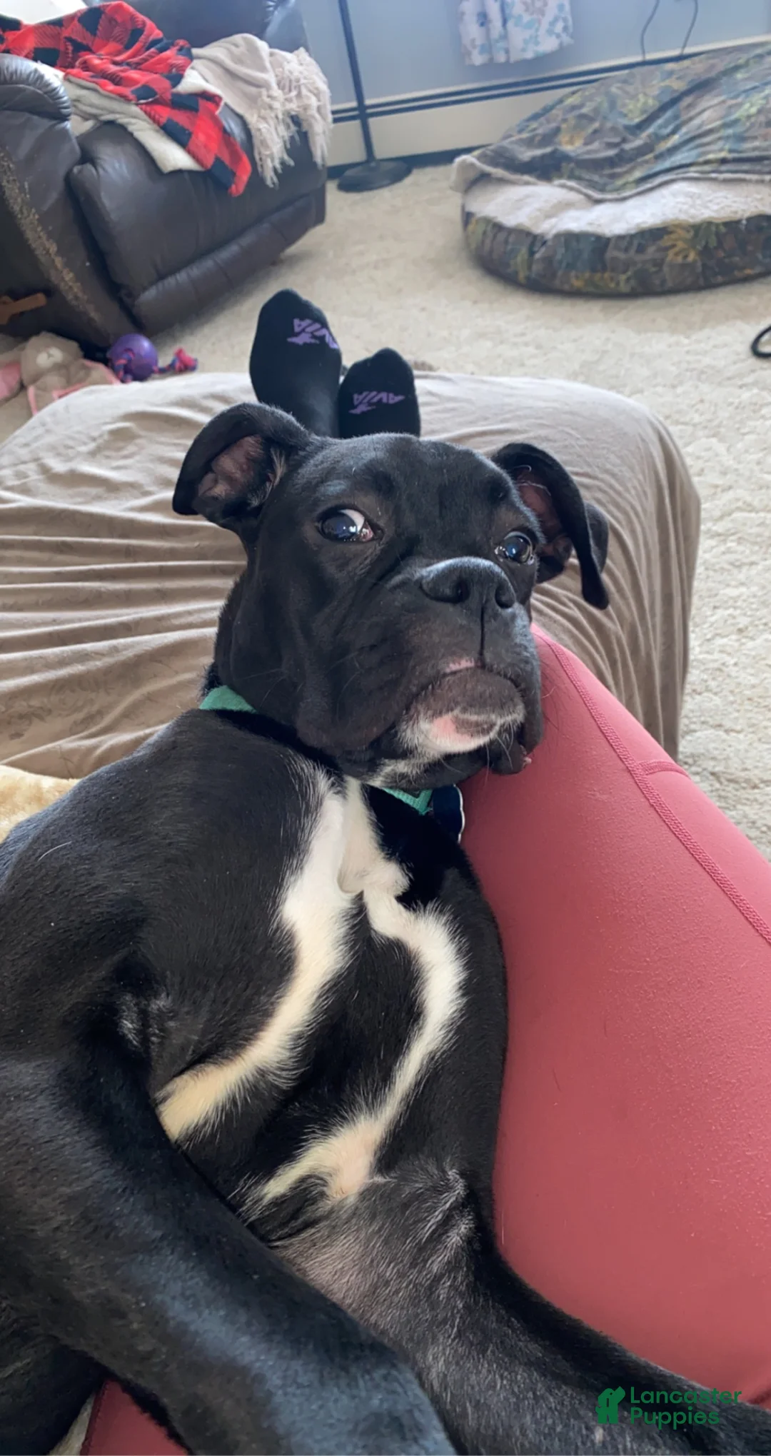 Boxer dogs for sale: Boxer Puppy 1 - Cain  - Ad 3