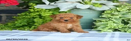 Mini Goldendoodle dogs for sale: Kelsie - Ad 1