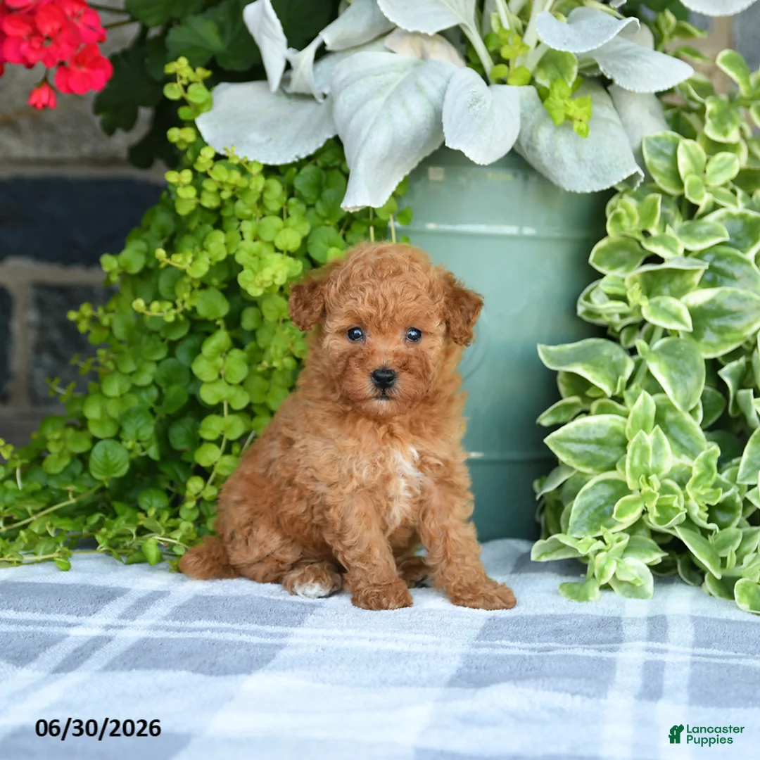 Mini Goldendoodle dogs for sale: Kelsie - Ad 1