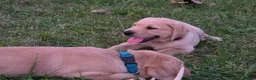 Labrador Retriever dogs for sale: Meet Your New Best Friend! Beautiful Yellow Male Labrador Retriever Puppies Available 💛 - Ad 18