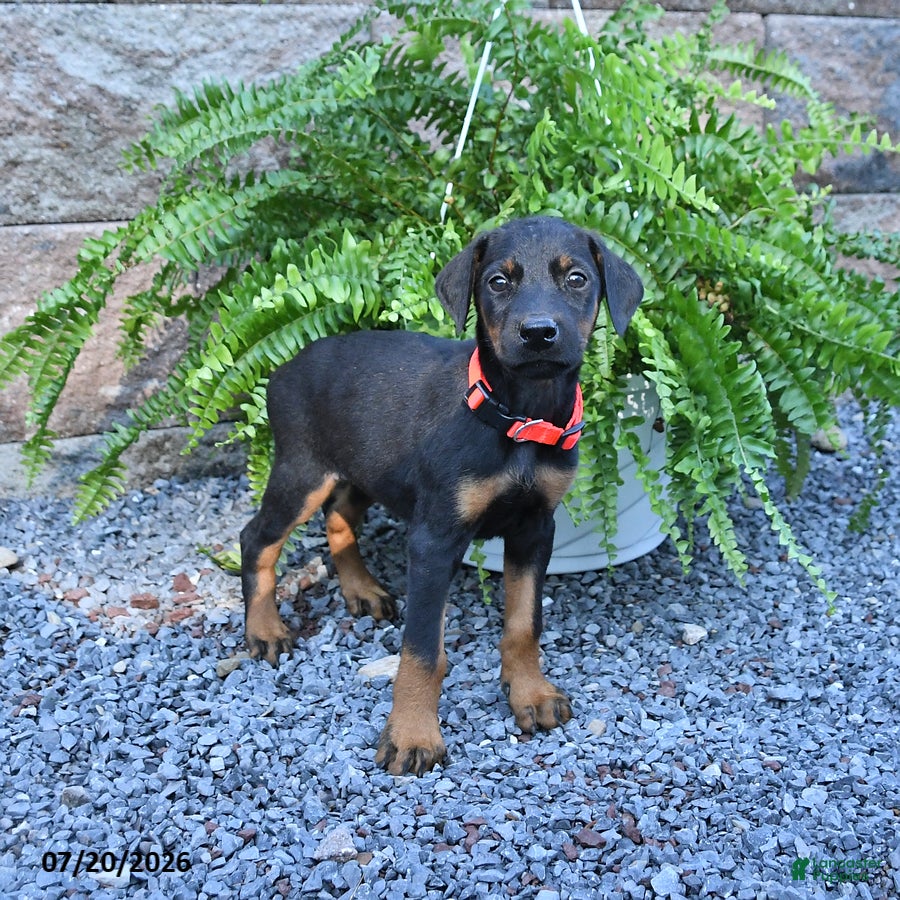 Doberman Pinscher dogs Penny - Ad 1