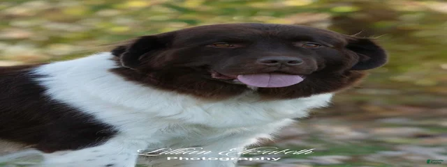 Newfie