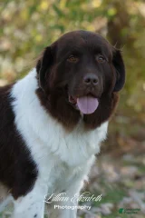 Newfie