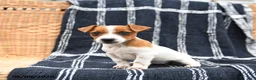 Jack Russell Terrier dogs for sale: Jasmine - Ad 3