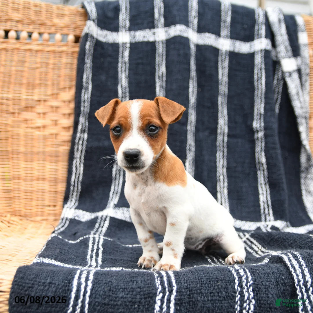 Jack Russell Terrier dogs for sale: Jasmine - Ad 3