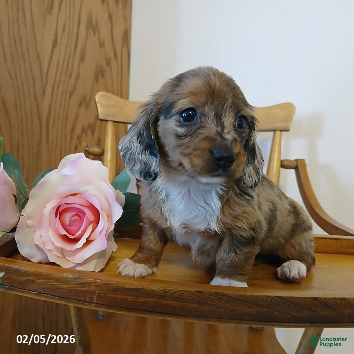 Miniature Dachshund dogs Darling - Ad 33