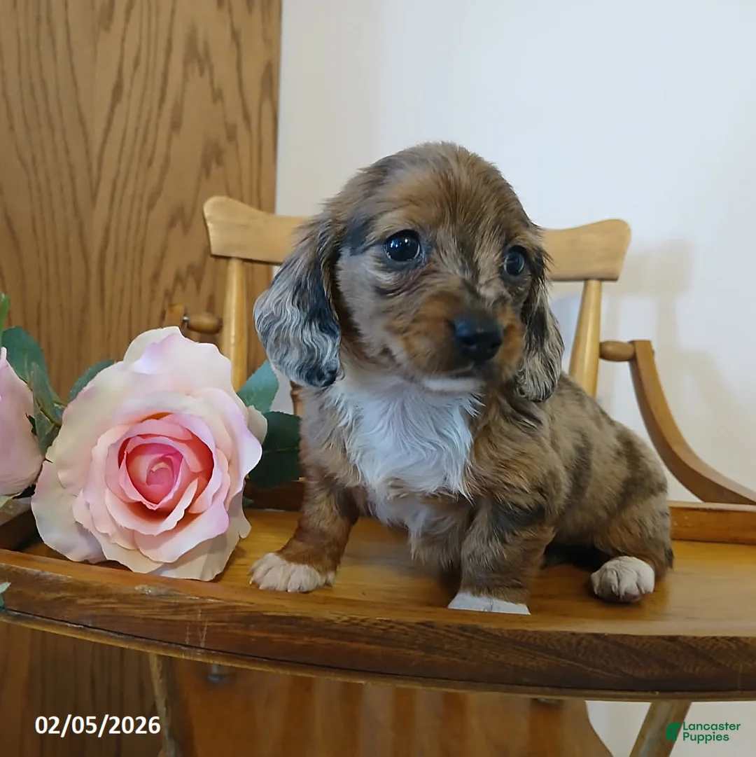 Miniature Dachshund dogs for sale: Darling - Ad 1