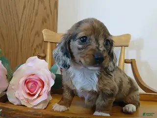 Miniature Dachshund dogs Darling - Ad 33