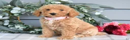 Goldendoodle dogs for sale: Fargo - Ad 8