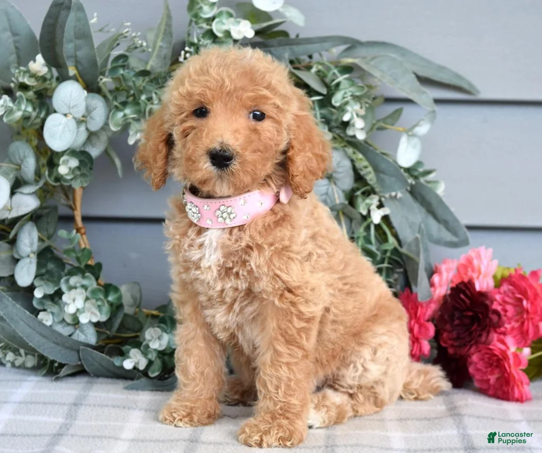 Goldendoodle dogs for sale: Fargo - Ad 8