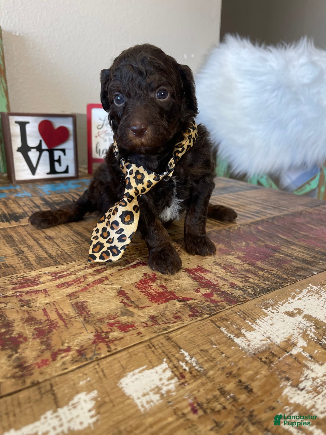 Miniature Poodle dogs for sale: Akc Clear Chocolate Phantom  - Ad 10