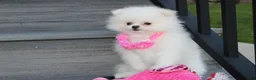 Pomeranian dogs for sale: Reese - Ad 9