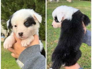 Mixed Breed dogs - Ad 32