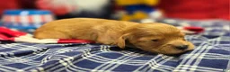 Cavapoo dogs for sale: Beau - Ad 3