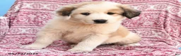 Mixed Breed dogs for sale: Hilda - Ad 2