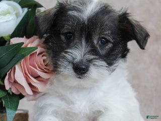 Miniature Schnauzer dogs Polly - Ad 13