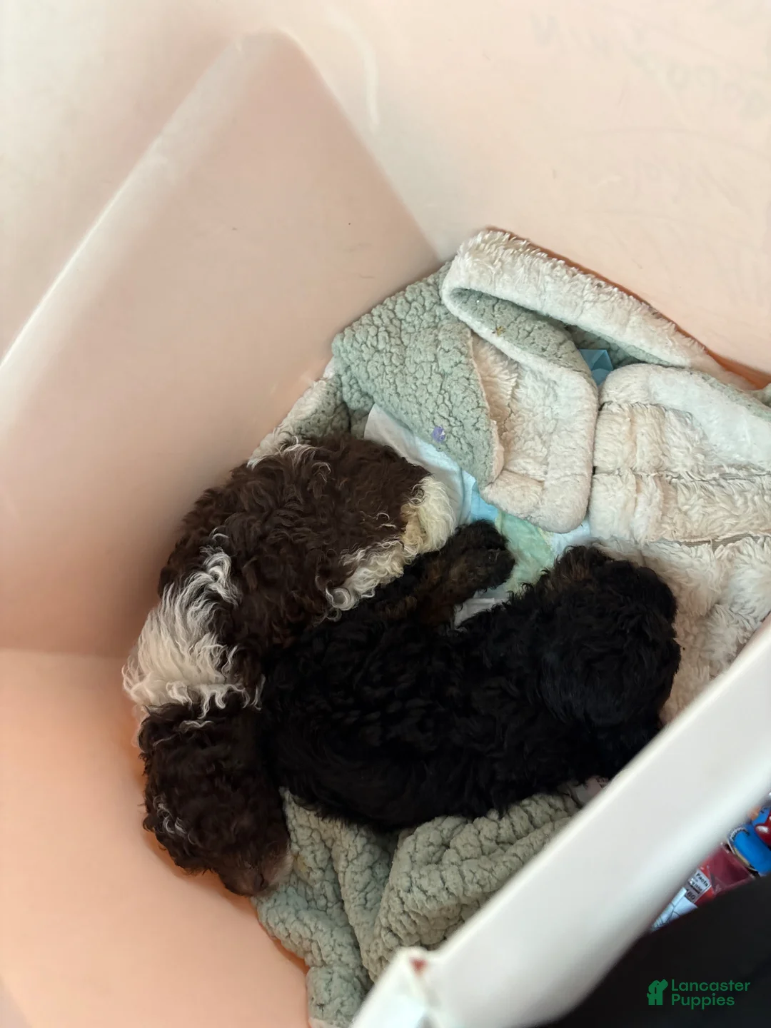 Maltipoo dogs for sale: Maltipoo Puppy 1 - Ad 2