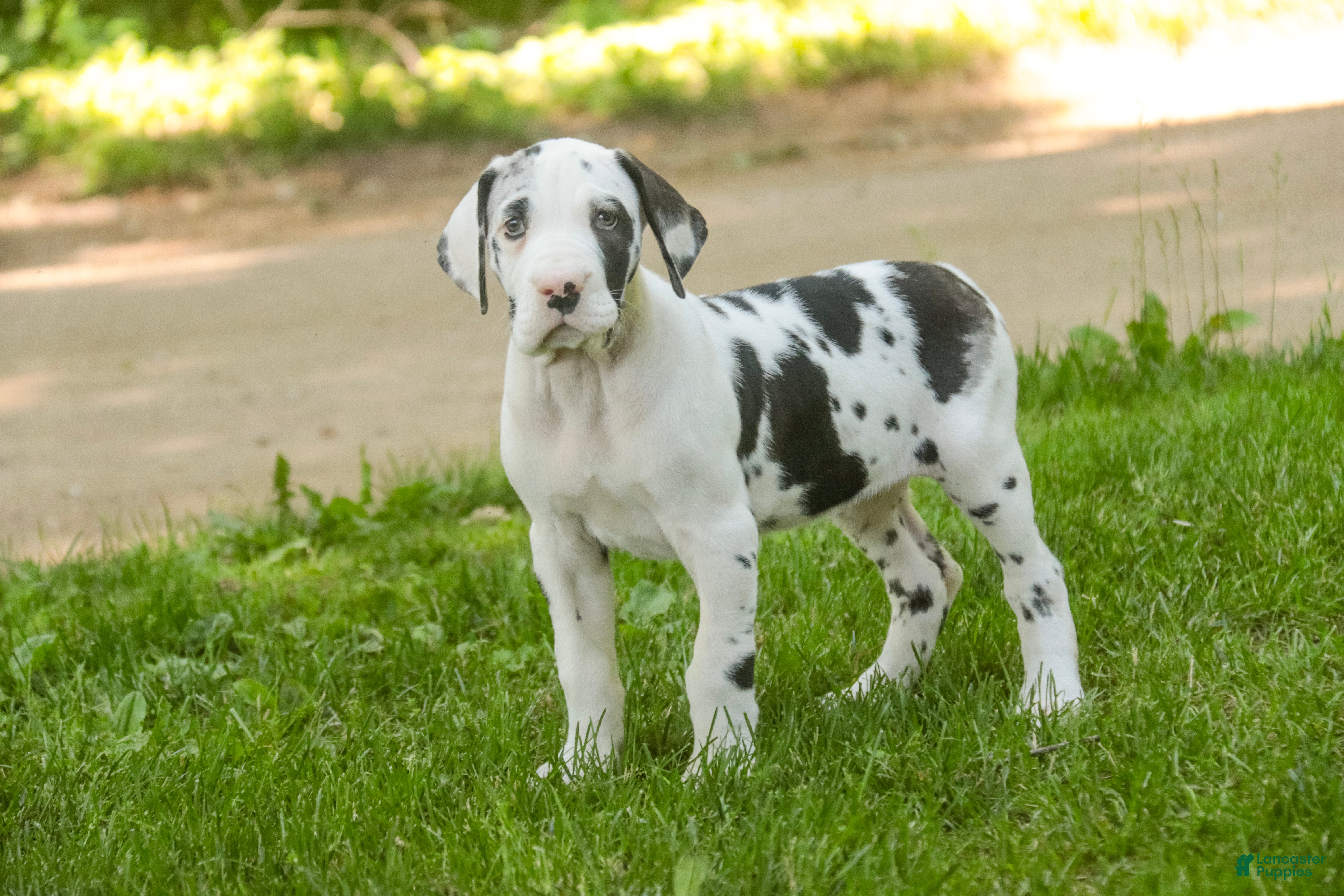 Great Dane dogs Joy - Ad 1