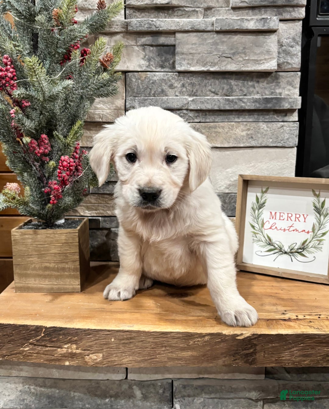 Golden Retriever dogs for sale: Max - Ad 5