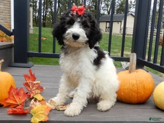 Sheepadoodle dogs - Ad 6