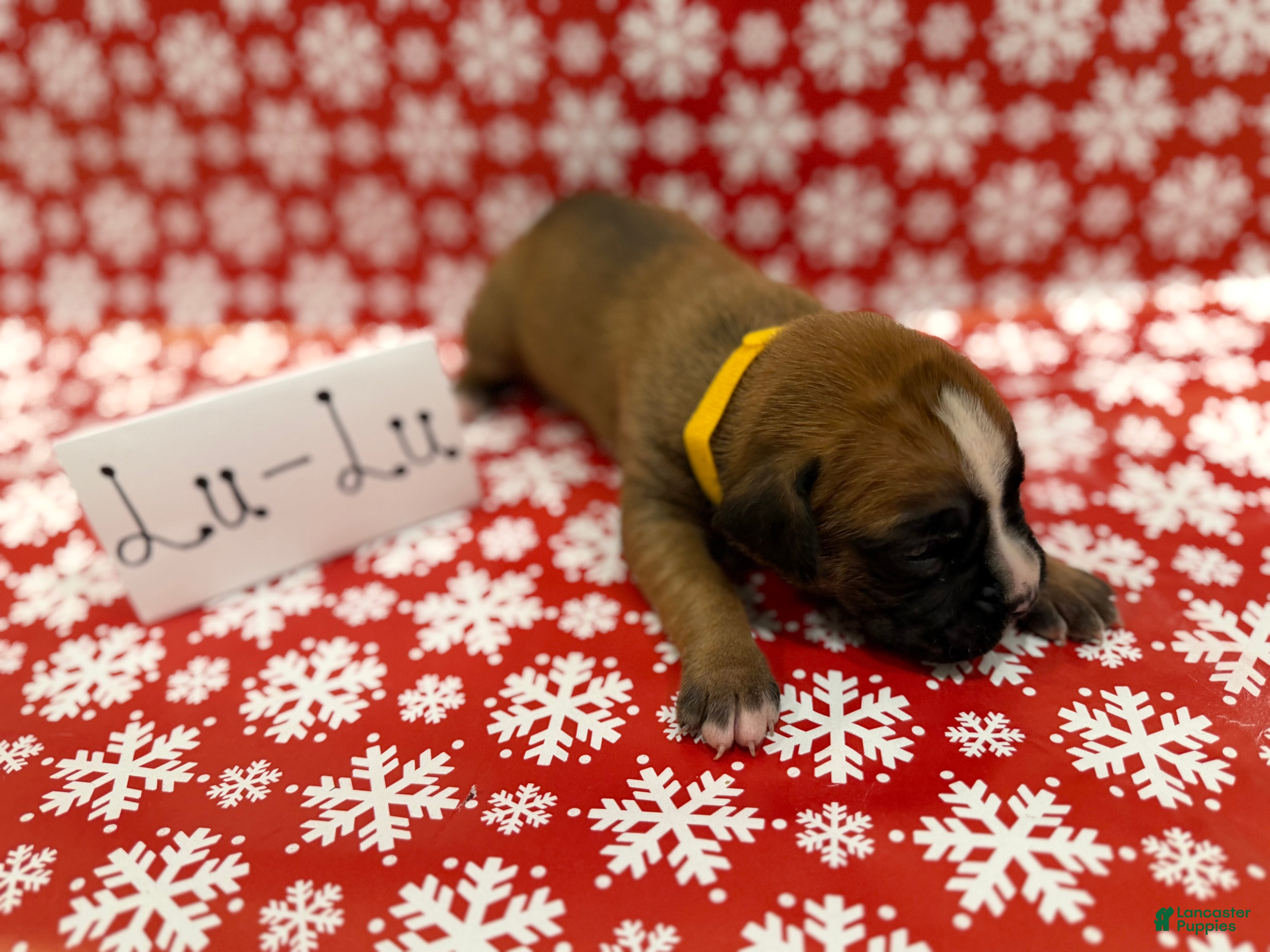 Boxer dogs Lulu  - Ad 42