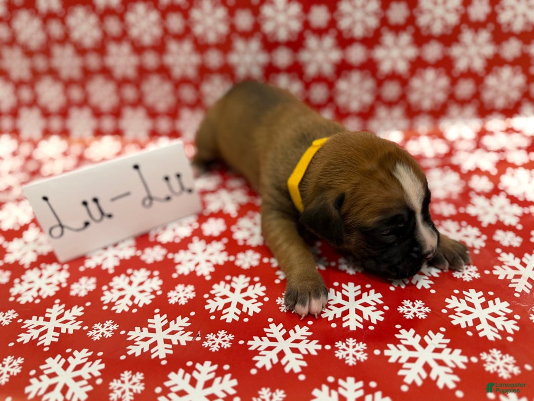 Boxer dogs for sale: Lulu  - Ad 1