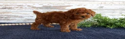 Toy Poodle dogs for sale: Rusty - Ad 3