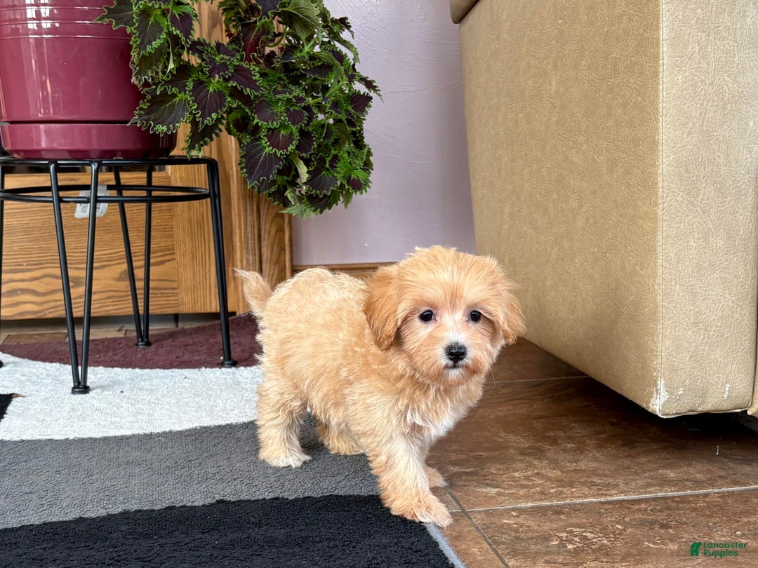 Maltipoo dogs for sale: Marty - Ad 4