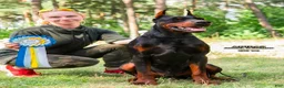 Doberman Pinscher dogs for sale: Thanos  - Ad 6