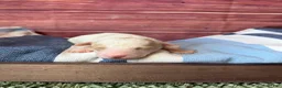 Maltipoo dogs for sale: atlas - Ad 2