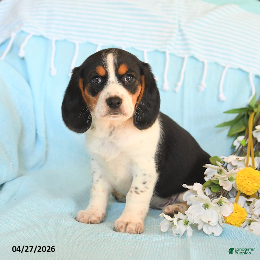 Beagle dogs Diamond - Ad 2