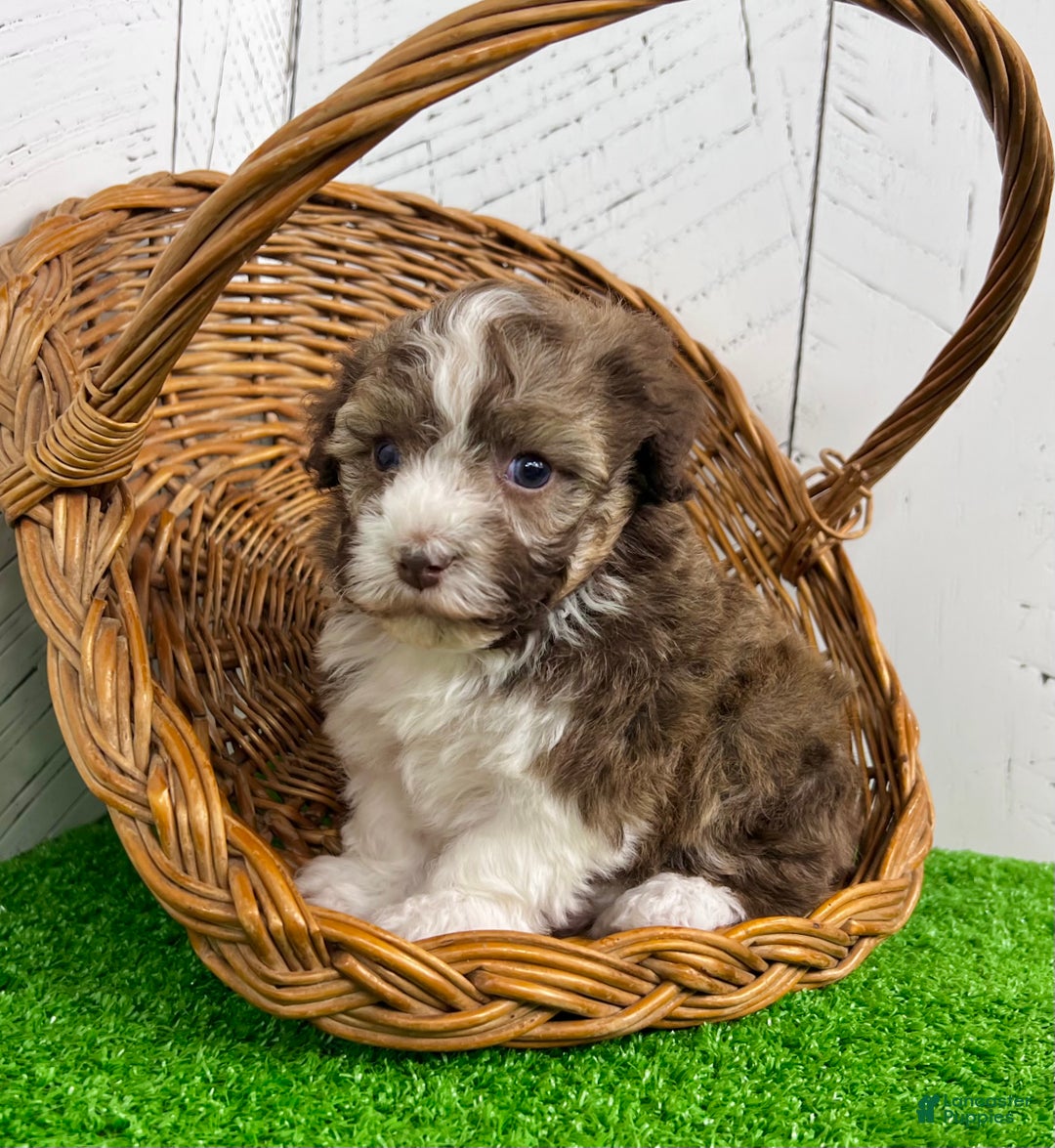 Havanese dogs for sale: Rascal - Ad 8