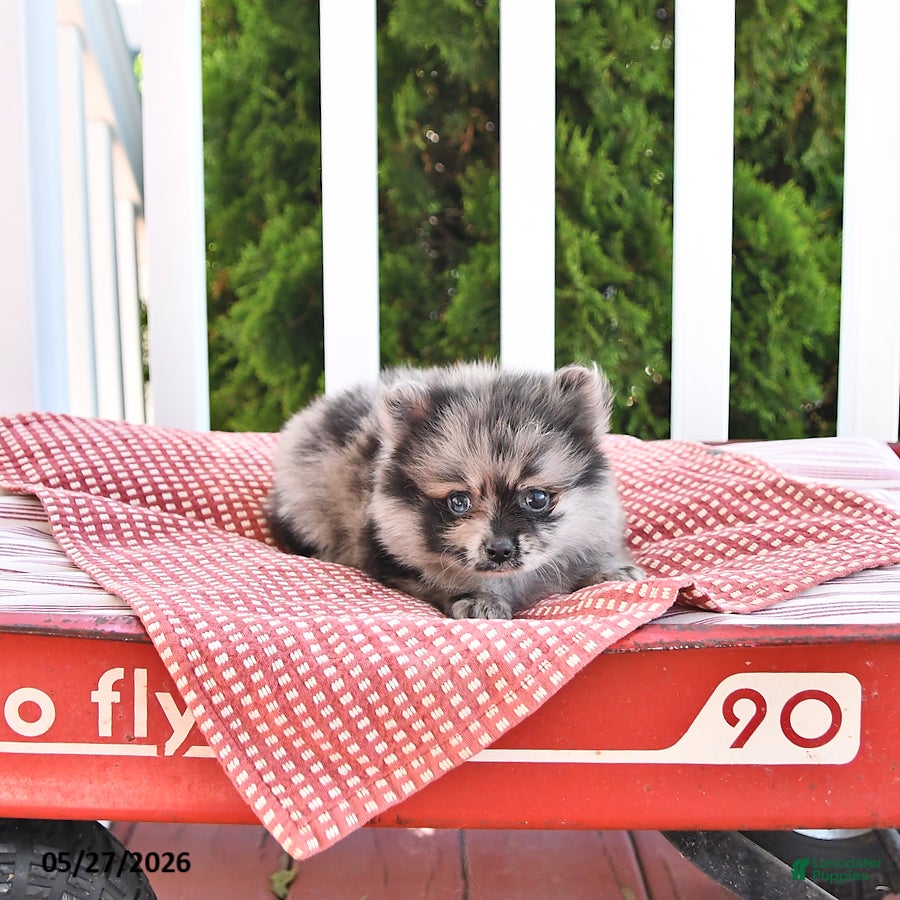Pomeranian dogs Kingston - Ad 1