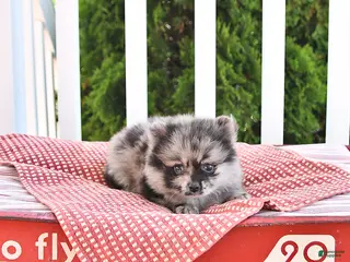 Pomeranian dogs for sale: Kingston - Ad 3