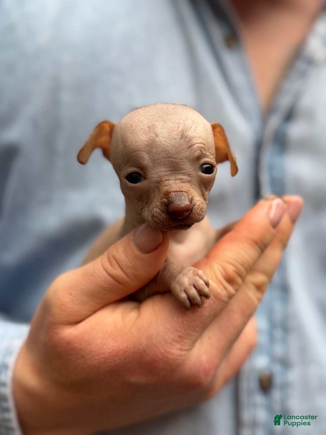 Mixed Breed dogs for sale: Cleopatra  - Ad 74