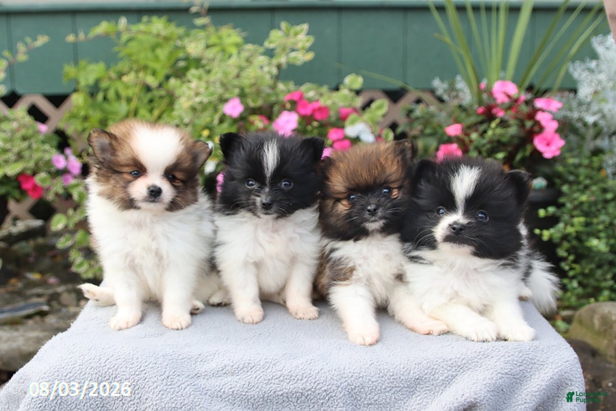 Pomeranian dogs Lolipop - Ad 2