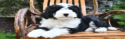 Mini Bernedoodle dogs for sale: Max - Ad 1