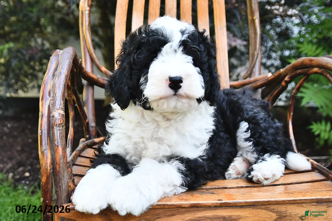 Mini Bernedoodle dogs for sale: Max - Ad 1
