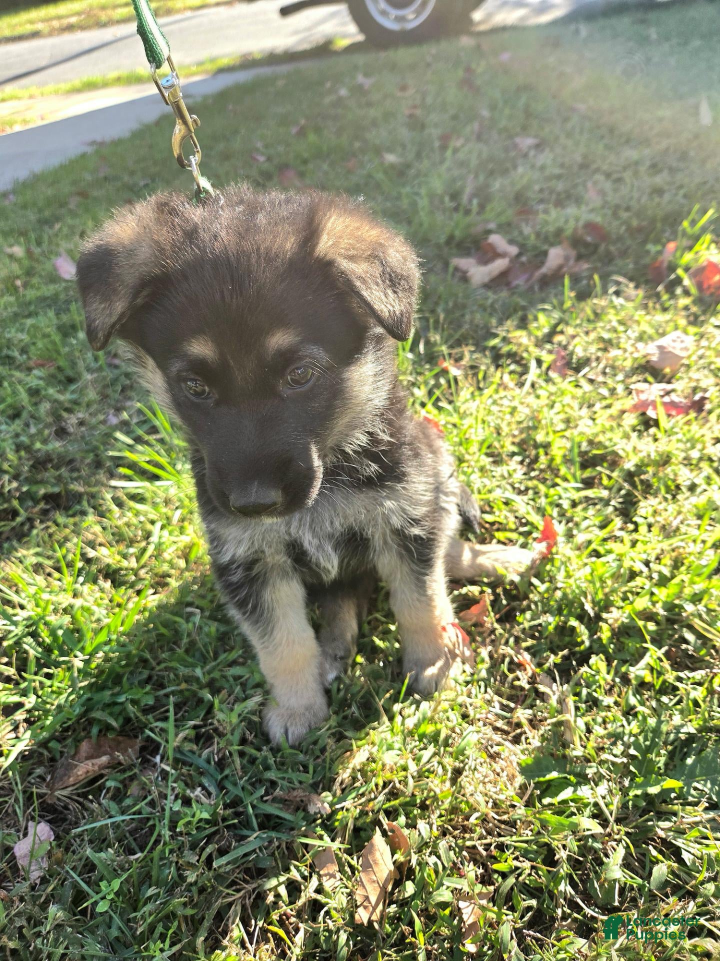 German Shepherd dogs for sale: Lolly - Ad 2