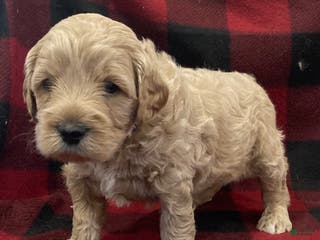 Labradoodle dogs Shiloh - Ad 27